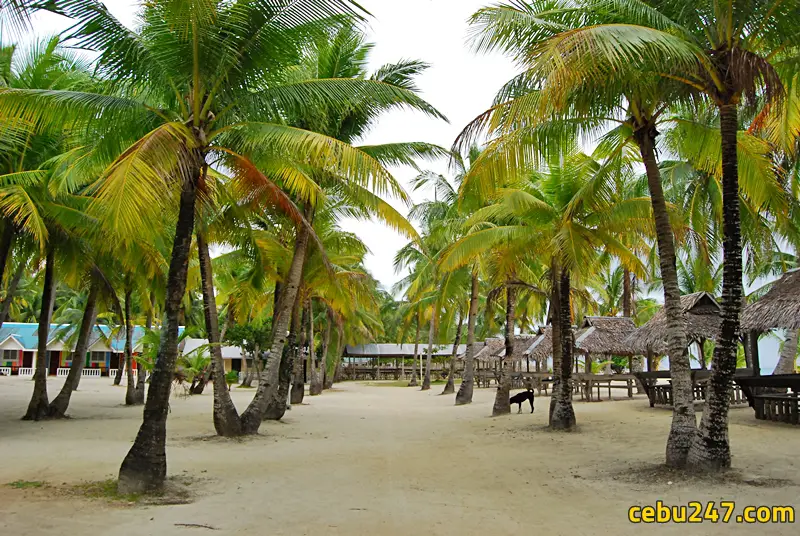 cebu bantayan island trees