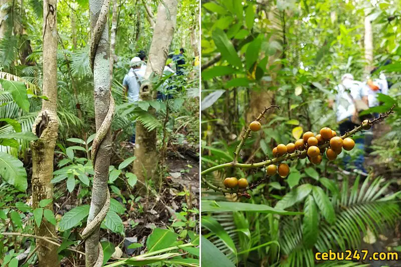 hiking jungle cebu