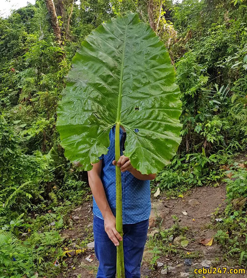 huge leaf
