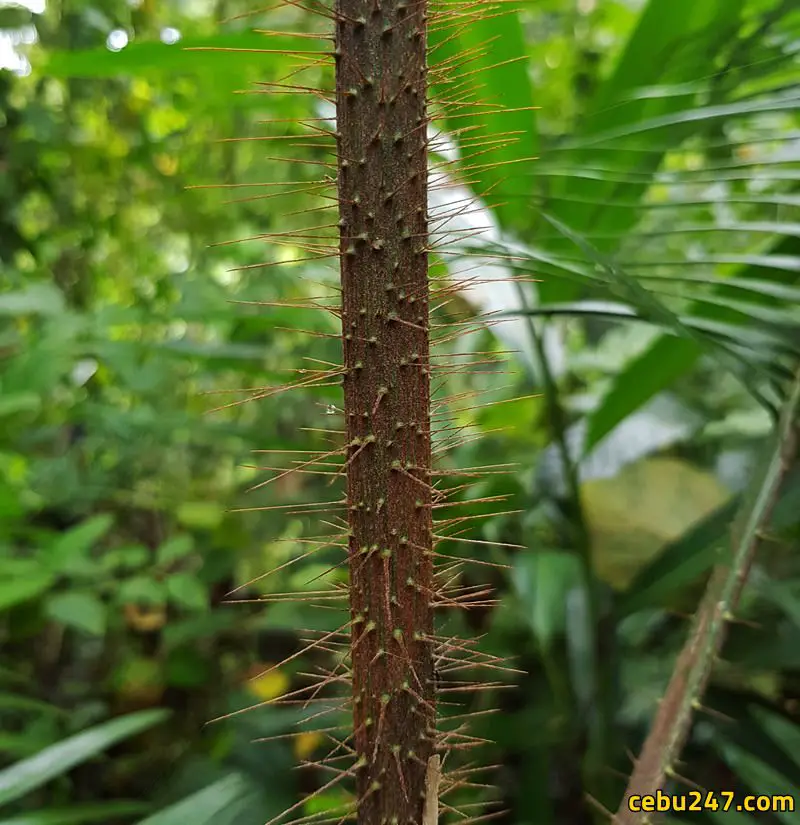 pointy plant cebu