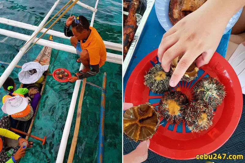 sea urchin island hopping