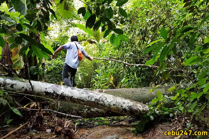 spartan trail challenge cebu