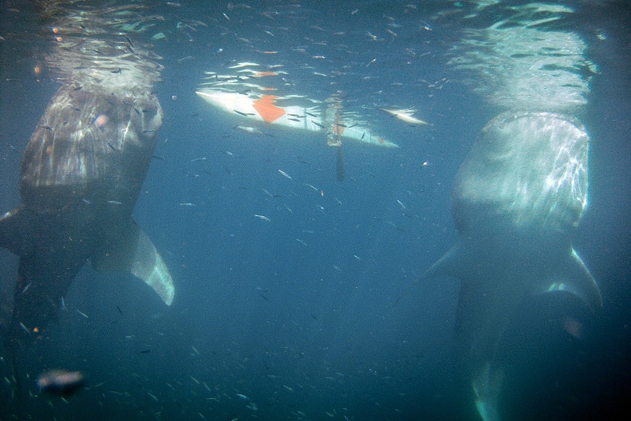 whaleshark in oslob cebu