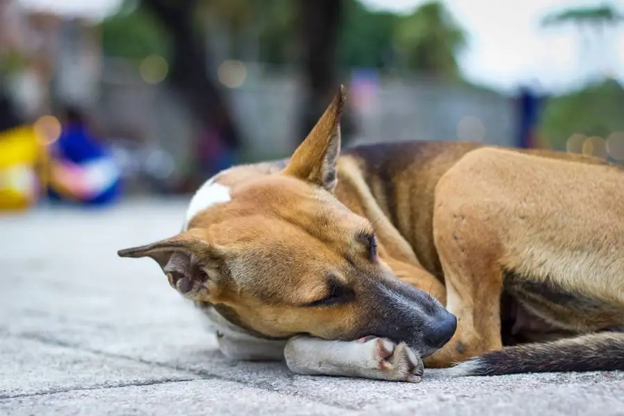 stray dog in cebu bite