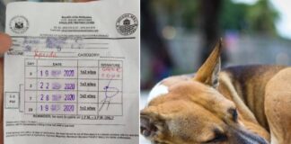 what-to-do-if-you-get-bitten-by-dog-animal-in-cebu
