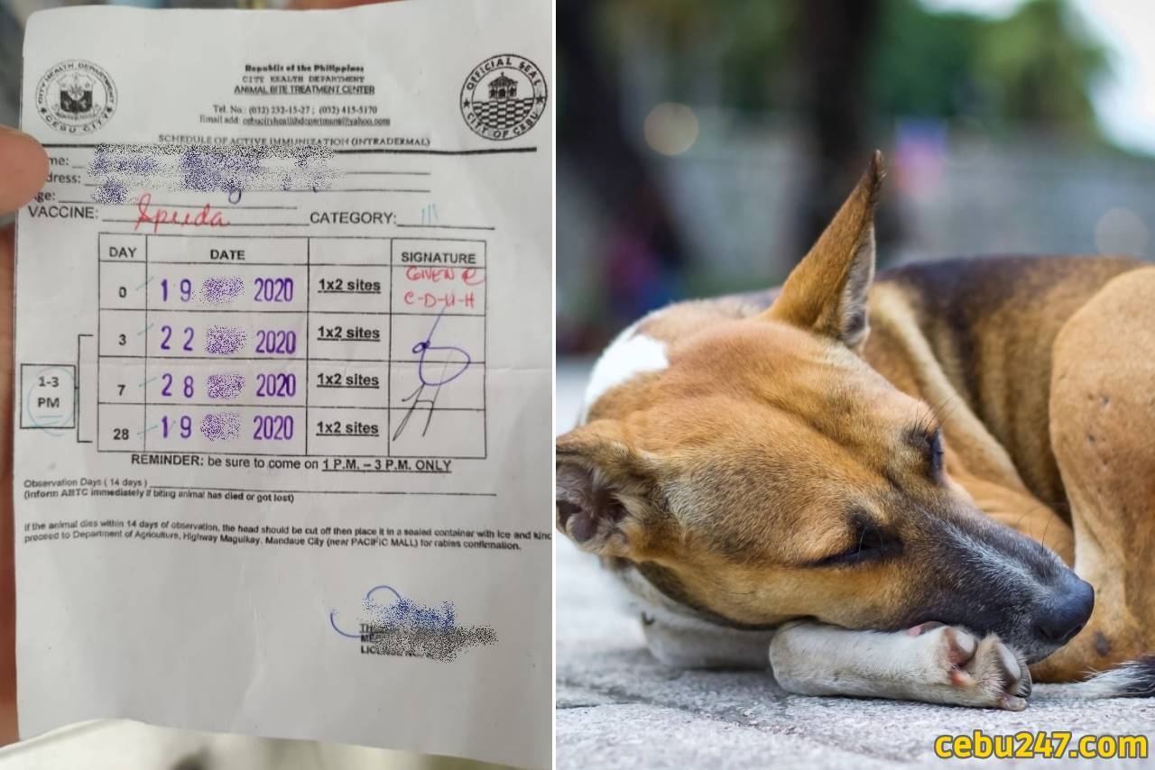 How to Treat Animal Bites in Cebu City Health Department - Cebu 24|7