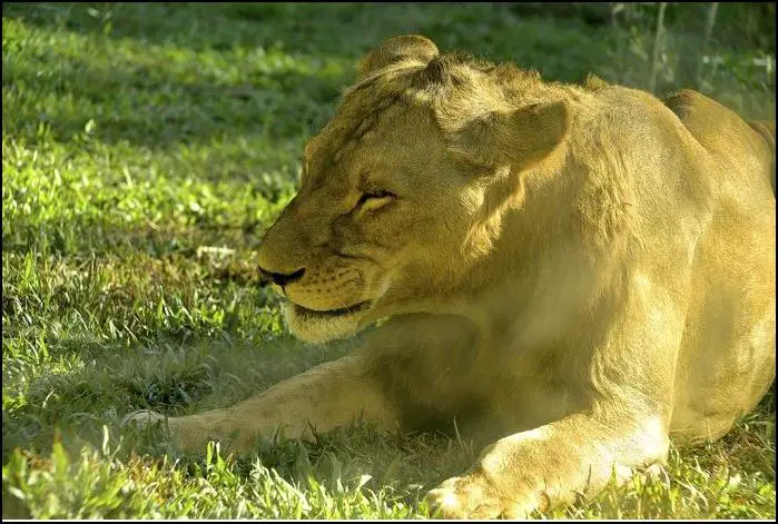 White Lion Safari Cebu Safari