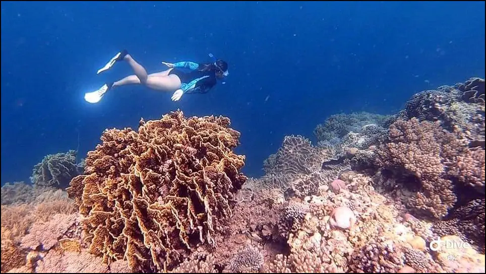 MOALBOAL CORAL WATCHING 