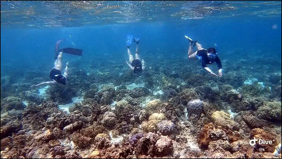 MOALBOAL CORAL WATCHING