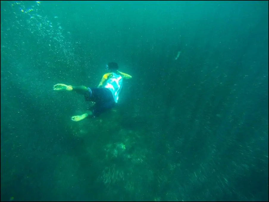 MOALBOAL SWIM WITH SARDINES