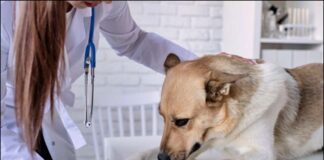 veterinary clinics
